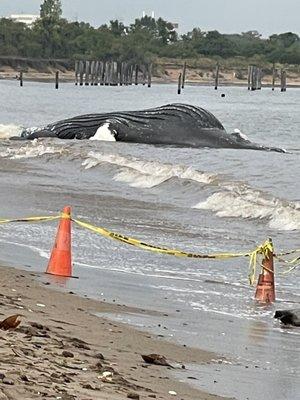 Dead whale at Great Kill Park