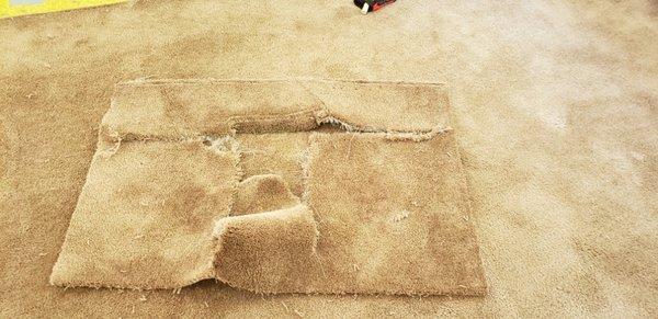 Carpet repair dog damage.