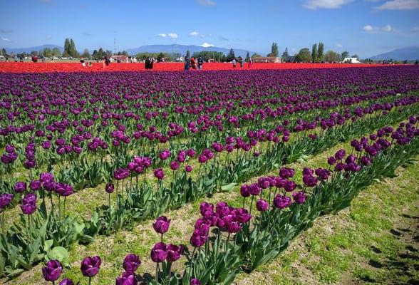 Skagit Valley Tulip Festival