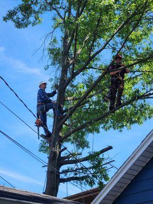 Father and son are always willing to go above the power lines and out on a limb for our customers.