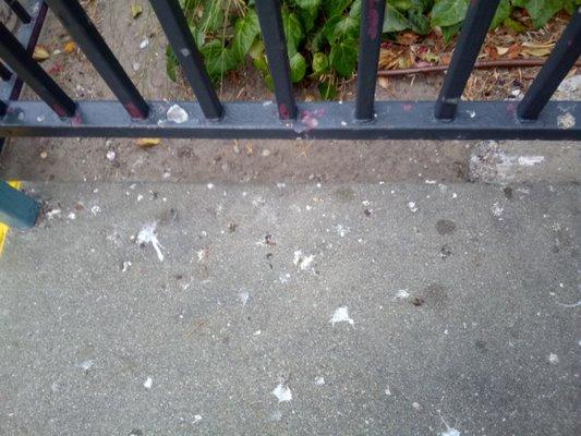 Front gate littered with pigeon droppings.