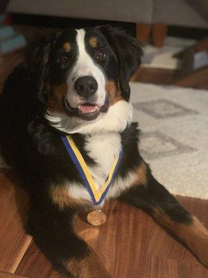 Our AKC Puppy Star Graduate - thanks Canine Craze!