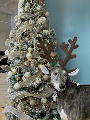 AJB's Chief Greyhound Officer Naomi wishes you all a very happy holiday season!!