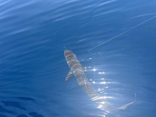 Obviously not a keeper but we hooked a shark