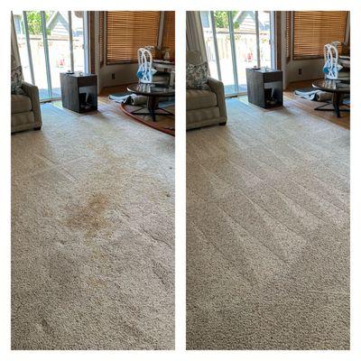 Steam cleaning and removal of pet stains/odors