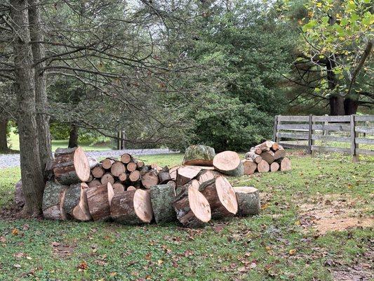 Nelson Tree Specialist