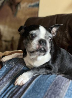 Sofe' 9 year old Boston Terrier, has been under CVH care since day one.