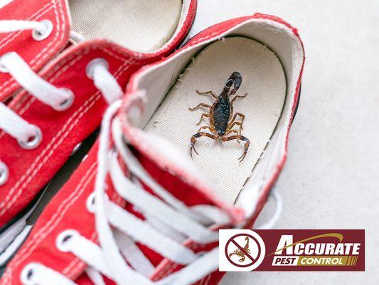 scorpion inside shoe