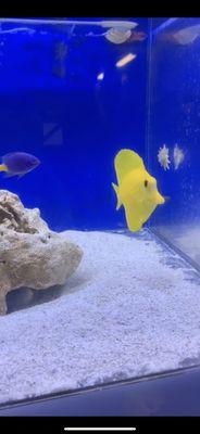 Yellow tang