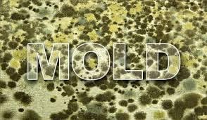 Call now to schedule your mold assesment