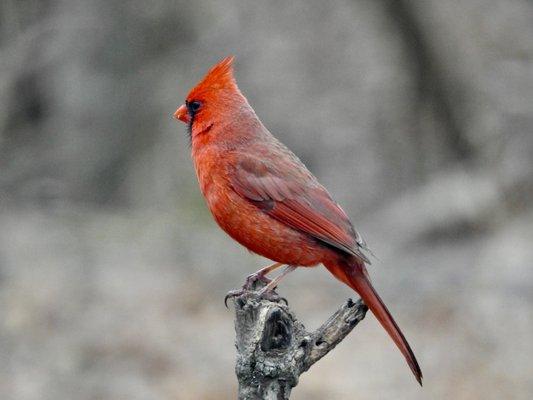 Cardinal