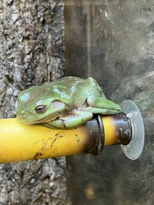 Very underweight and sick tree frog. The discoloration and spots on its back indicate a bacterial infection.