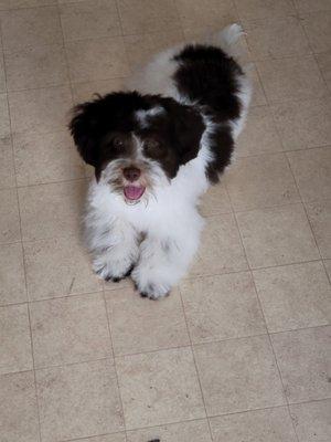 Havanese 16 weeks old first grooming appointment he is happy!