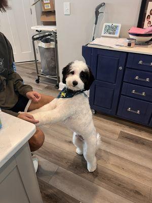 Sheepadoodle from Crocket Doodles