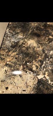 Under the bathroom laminate floor, black mold. I had been living this way the whole time and wonder why I'm short of breath