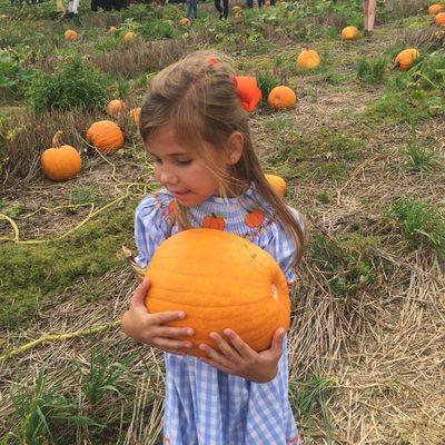 Pumpkin picking time at Tate Farms