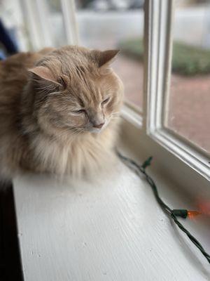 Kitty in the window