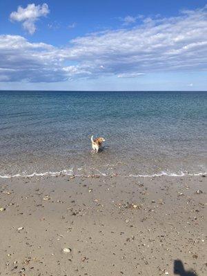 Dog swimming or wetting her feet