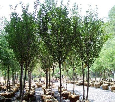 Large selection of Landscape Grade Trees