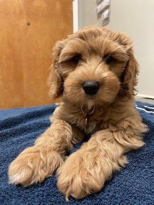 Maple May's first office visit!