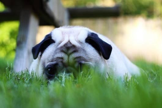 Dogs can't get enough of this beautiful natural turfgrass!