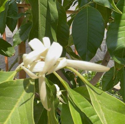 White Champaca flowers