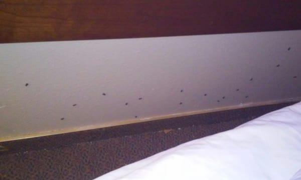 The bugs behind the headboard...