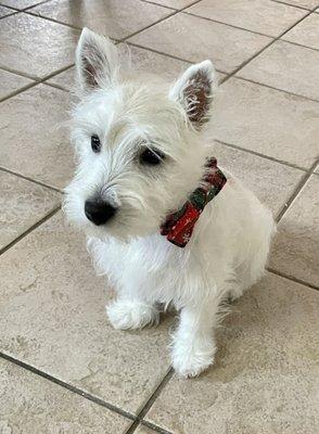 Diego's first hair cut looking very handsome