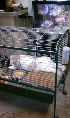 french lop eared behind the counter