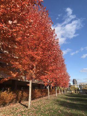 Maple trees in Fall near the main entrance of SPC