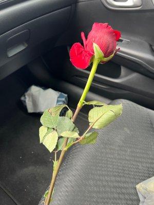 Dying rose handed out from employees to customers