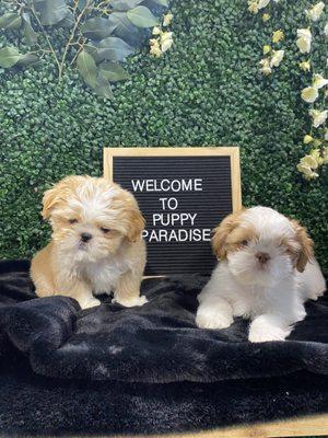 Welcome to Puppy Paradise here at Sugar Sweet Georgia Puppies!