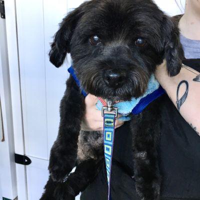 My baby looking so cute after his grooming with his amazing groomer Stephanie. Never disappoints!