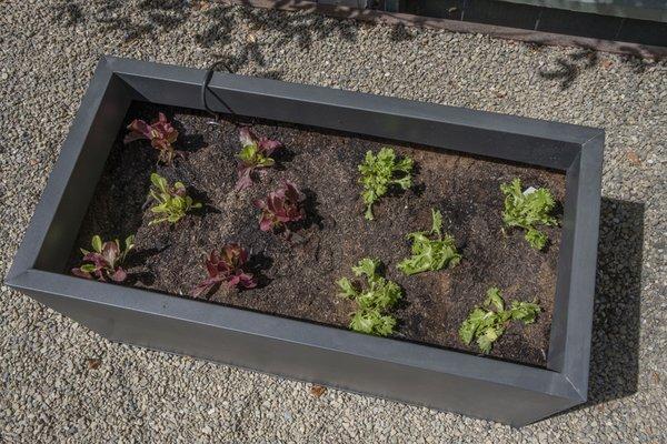 lettuce mini garden