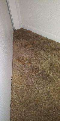 TLC Carpet Care