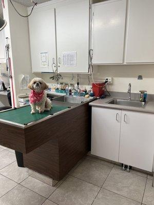 Ponyo modeling one of our treatment tables!