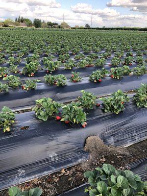 Strawberry field