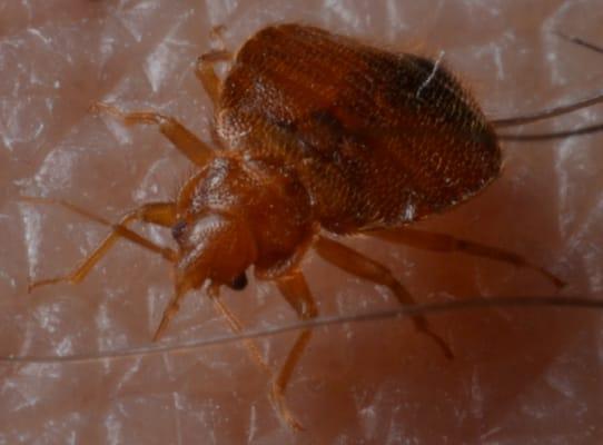 Bed bug feeding on skin