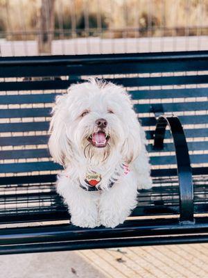 Maltese, Shih tzu, dog, mixed breed