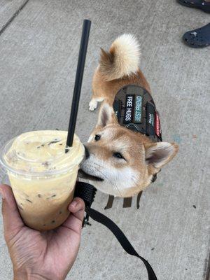 Coffee + shiba