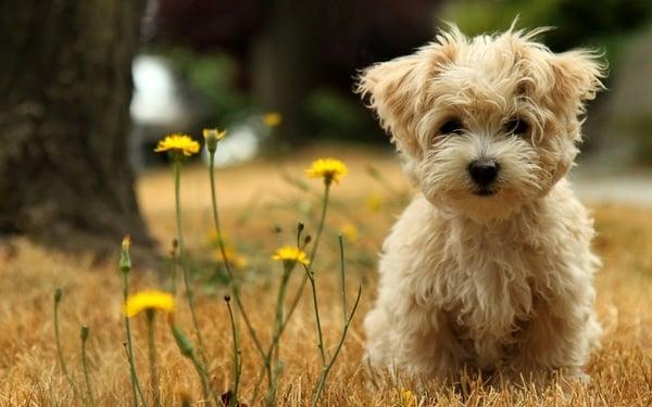 Another lovely pup enjoying the smell of Spring!