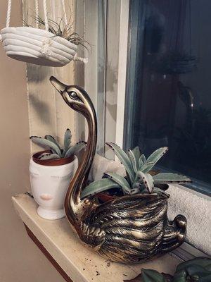 Found this vintage swan for my succulents