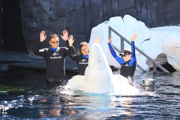 Up close and personal with a beluga whale