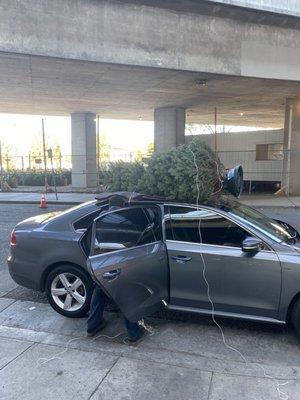 Delancey Street Christmas Trees