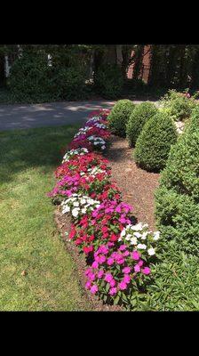 Sunpatiens