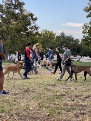 Reactive dog group class