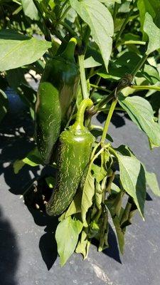 Jalapeno Peppers