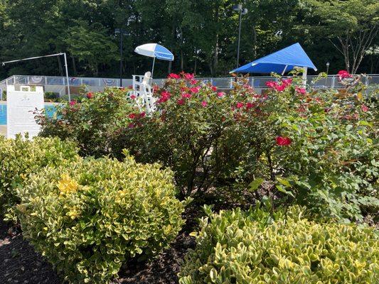 Rose bushes and shrubs on pool deck.