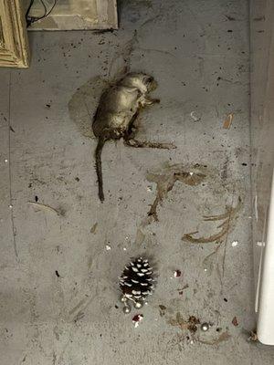 Dead mouse/rat.