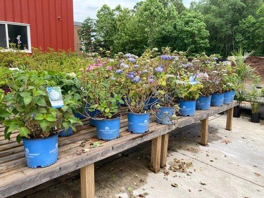 Stop by our new garden center to check out what plants you can use on your next project!